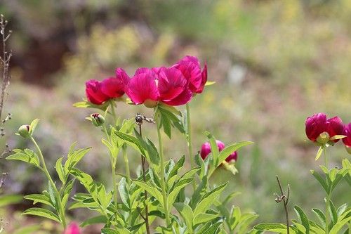 Wild Peony