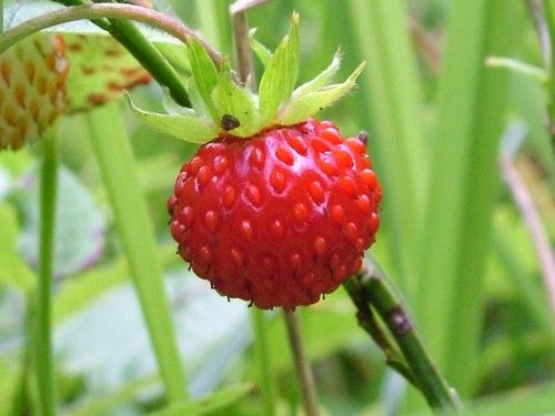 Wild Strawberry