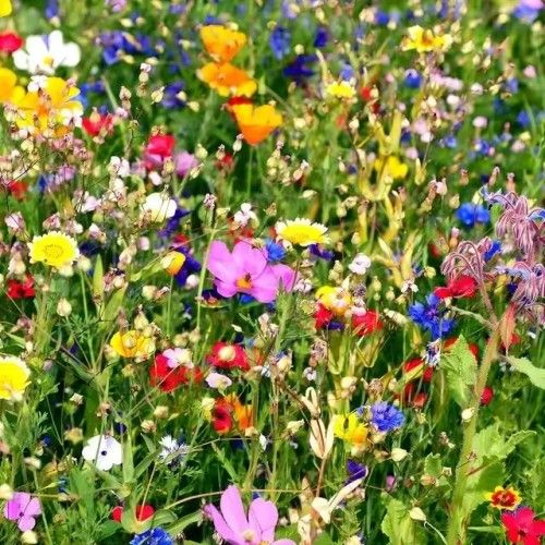 Wildflowers