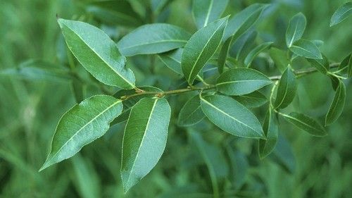 Willow-Leaved