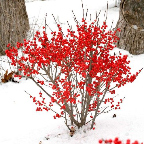 Winterberry
