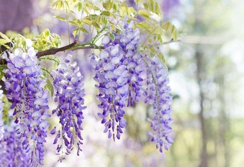 Wisteria Flower