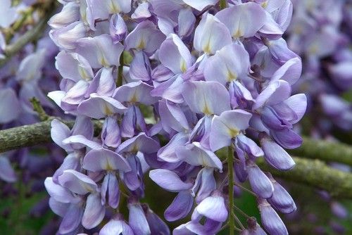 Wisteria Petals