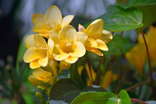 Yellow Freesia