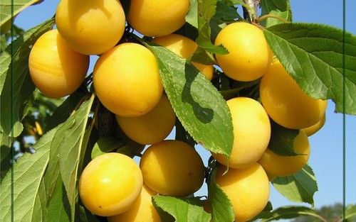 Yellow Plum