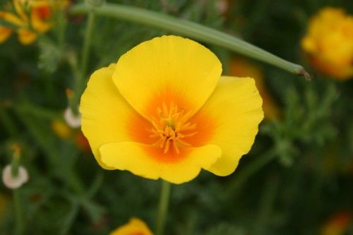 Yellow Poppy