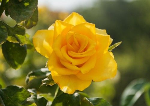 Yellow Rose