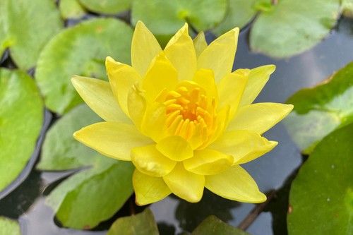 Yellow Water Lily