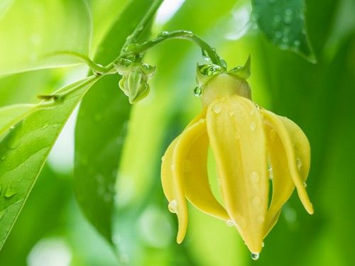 Ylang Ylang