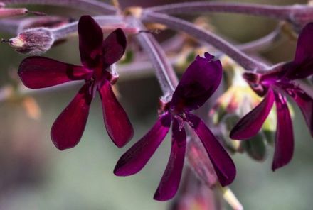 African Geranium