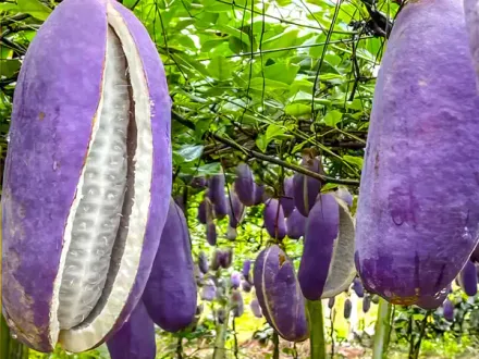 Akebia fruit