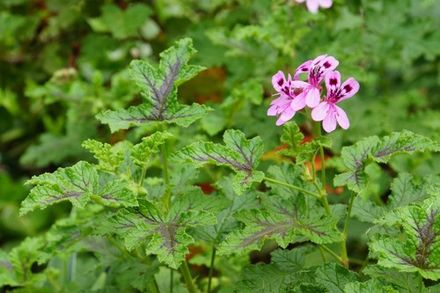 Algerian Geranium