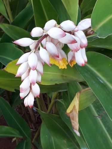 Alpinia
