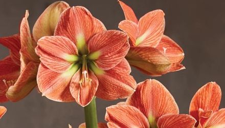 Amaryllis