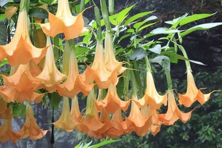 Angels Trumpet