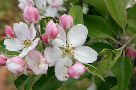 Apple Blossom