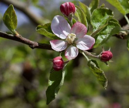 Apple Tree Blossom