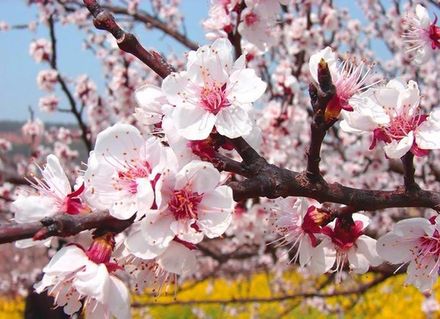 Apricot Blossom