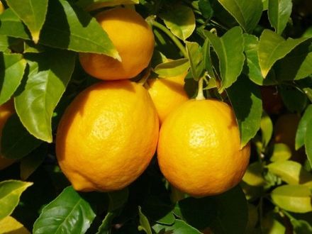 Argentinian Lemon