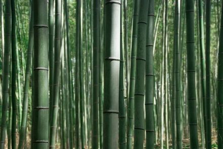 Bamboo