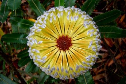 Banksia Australian