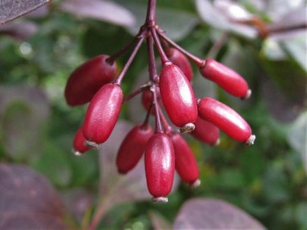 Barberry