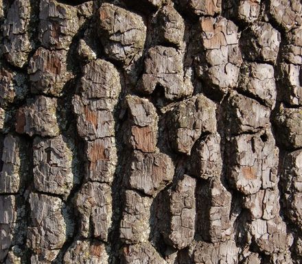 Bark