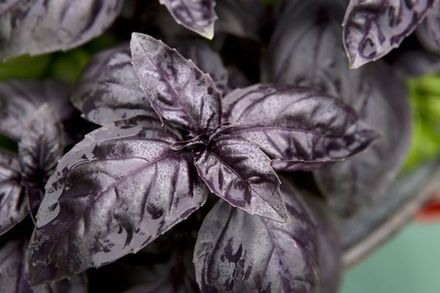 Black Basil