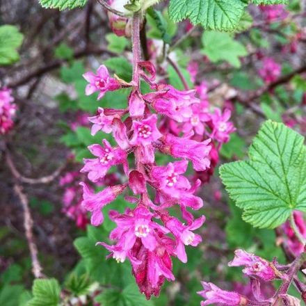 Black Currant Blossom