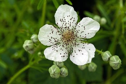 Blackberry Blossom