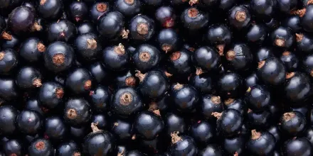 Blackcurrant