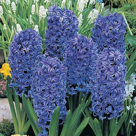 Blue Hyacinth