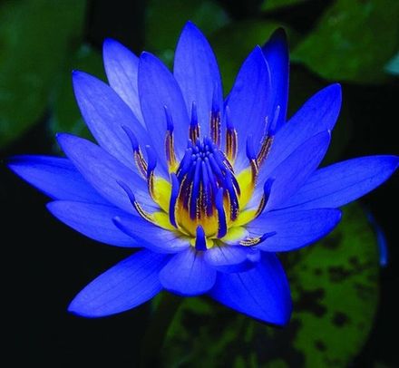 Blue Lotus