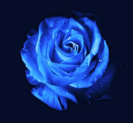 Blue Rose