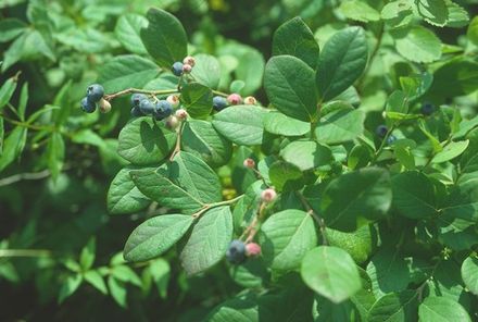 Blueberry Leaf