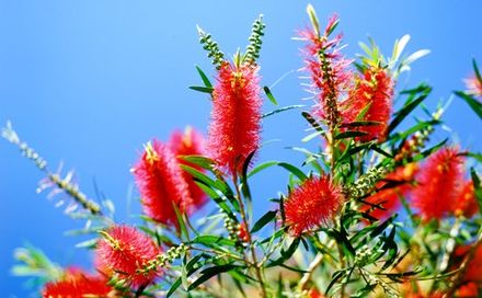 Bottlebrushes