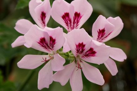 Bourbon Geranium