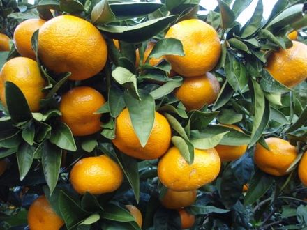 Brazilian Mandarin