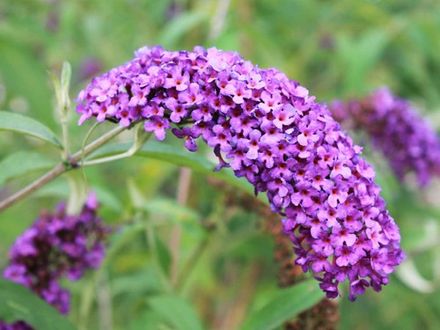 Buddleia