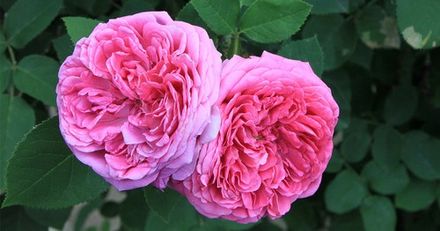 Bulgarian Rose
