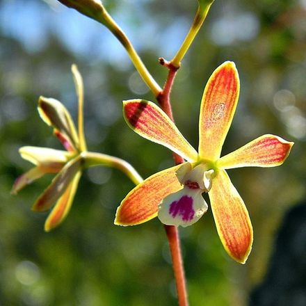 Butterfly Orchid