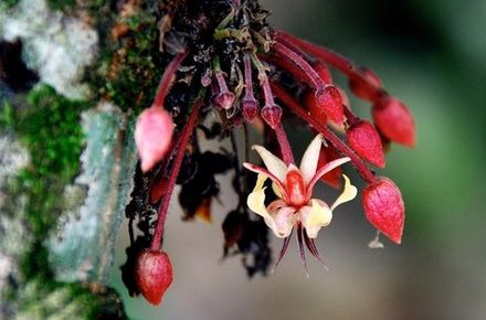 Cacao Blossom