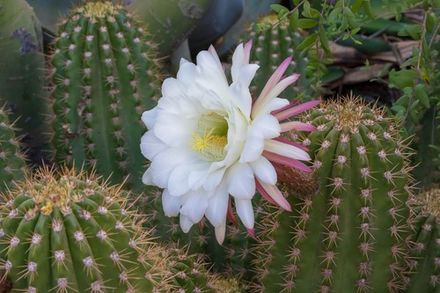 Cactus Flower