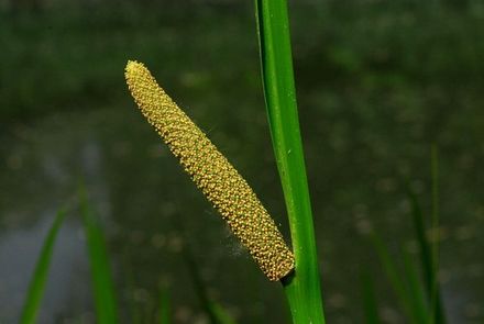 Calamus