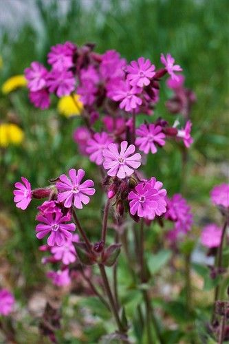 Campion Flower