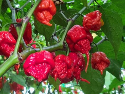 Carolina Reaper