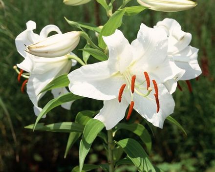 Casablanca Lily