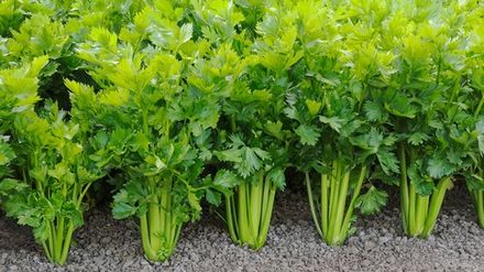 Celery