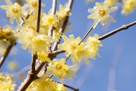 Chimonanthus or Wintersweet