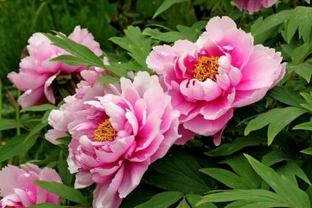 Chinese Pink Peony